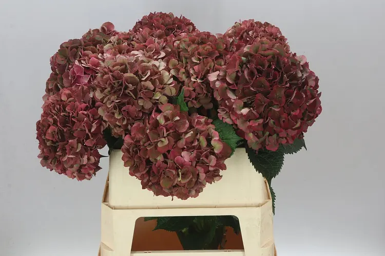 Hyd Ruby Pink Classic 80 cm