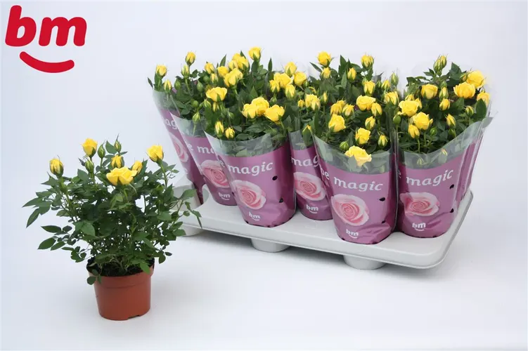 Rosa Jewel Geel črepník 10,5 cm