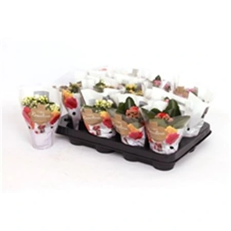 Kalanchoe Calandiva mix črepník 7 cm