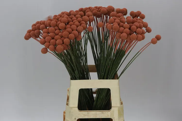 Craspedia Painted Brown 60 cm
