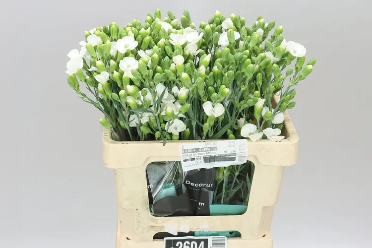 Di Solandis Calmfly 60 cm