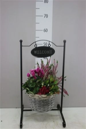 Arr Tuinplanten In Standaard Welcome črepník 30 cm