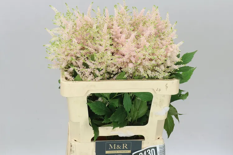 Astilbe Europa 55 cm