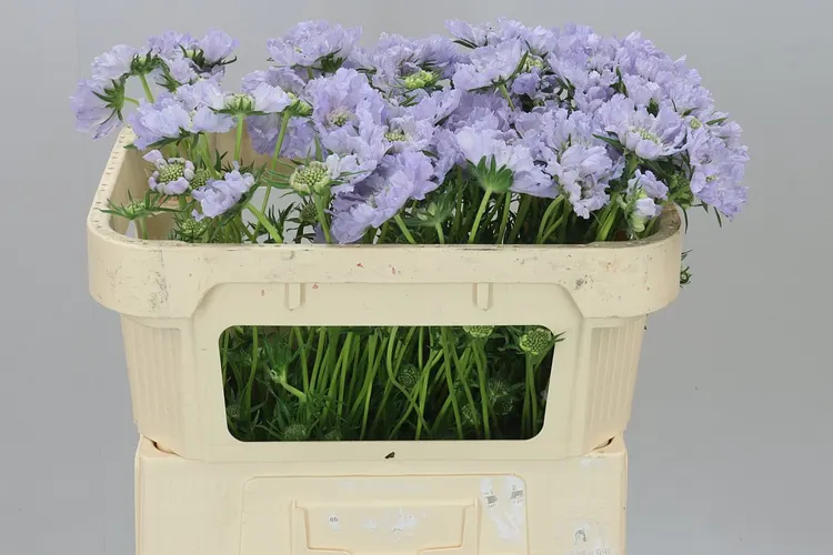 Scabiosa C Danielle Lavendel 65 cm