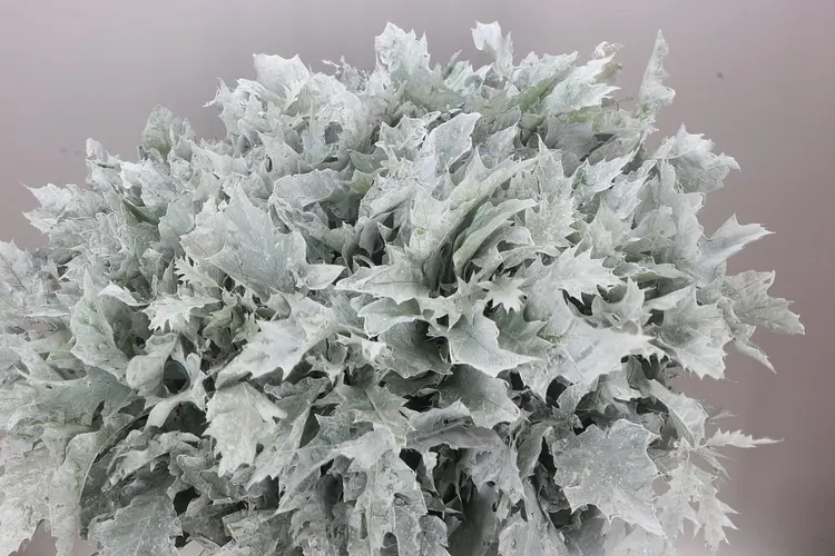 Quercus Painted White 80 cm
