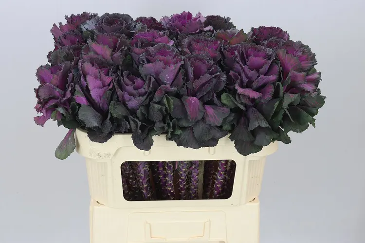 Okrasná kapusta Elegance 70 cm