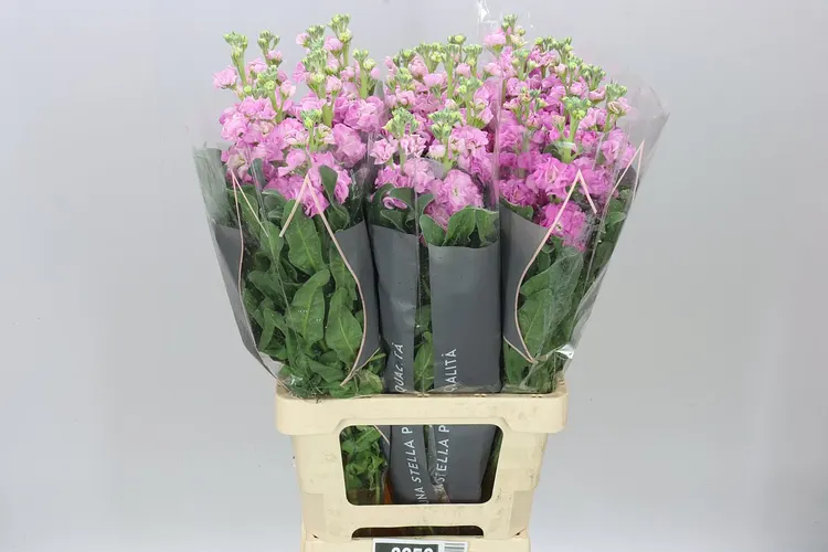 Matthiola Pink It. Imp 70 cm