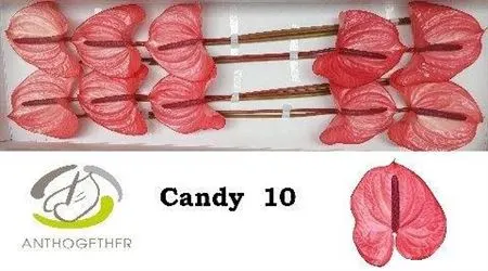 Anth Candy