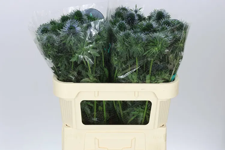 Eryngium / máčka (Eryngium)