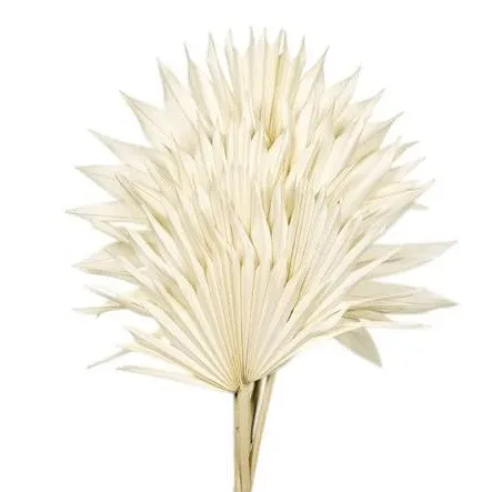 Sušený kvet Palm Sun 50 cm