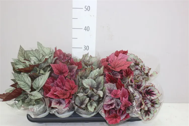 Begonia Blad Beleaf Gemengd črepník 12 cm