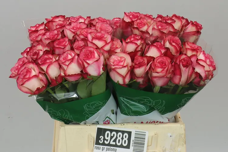 Rosa Gr Paloma 40 cm
