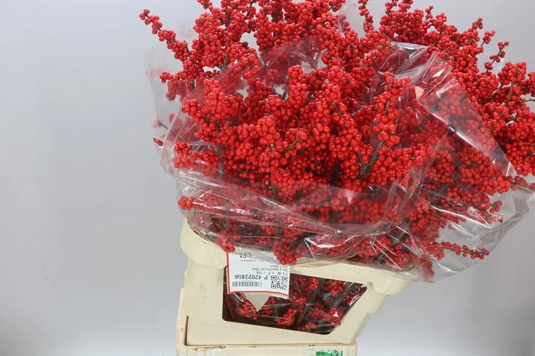 Ilex Verticillata 100 cm