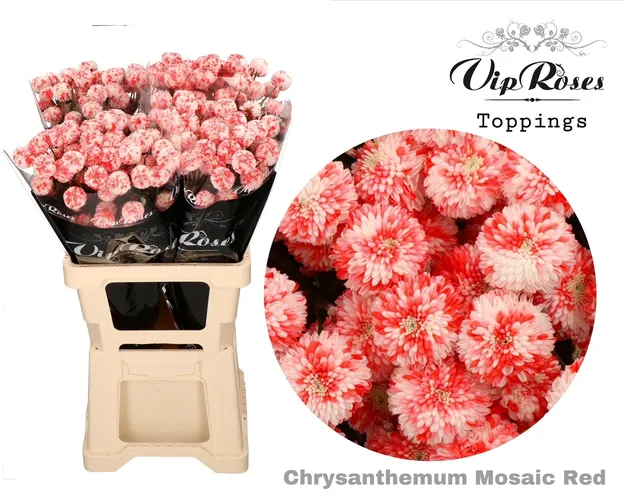 Chryzantéma trsová Mosaic Red 60 cm