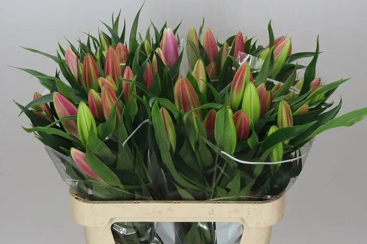 Lil Or Dalian 85 cm