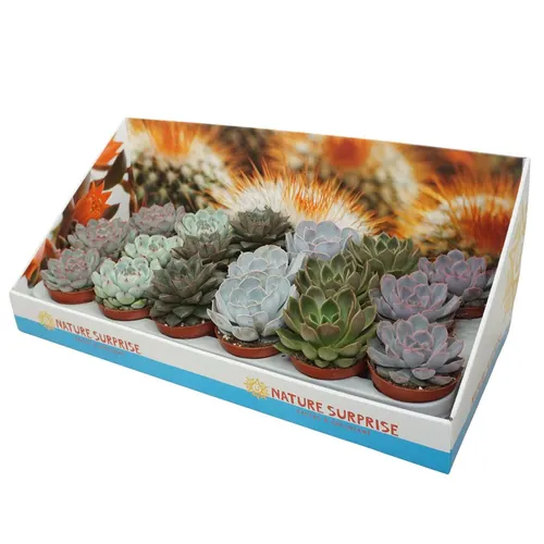 Echeveria Gemengd Showdoos črepník 8,5 cm