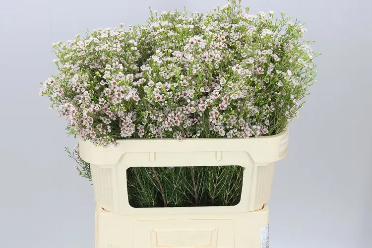 Chame Wax Orchid 70 cm