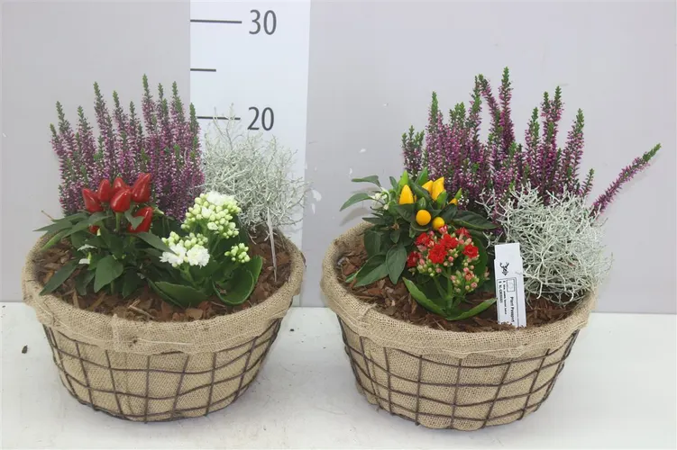 Arr Tuinplanten In Gaasmand Met Jute črepník 25 cm