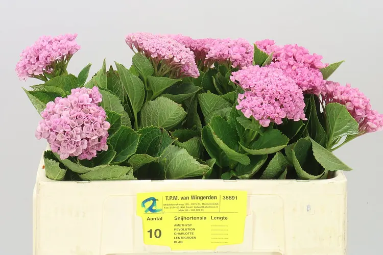 Hyd Revolution Pink 50 cm