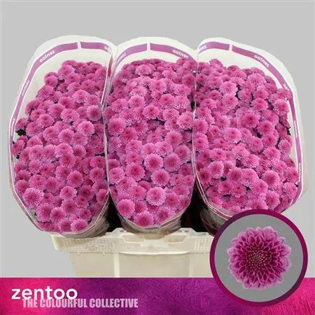 Sant Kismo Pink 55 cm
