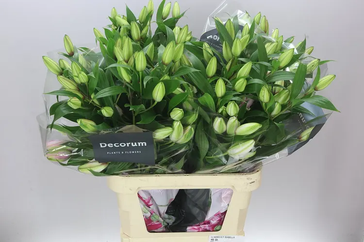 Lil Or Roselily Isabella ( Double ) 95 cm