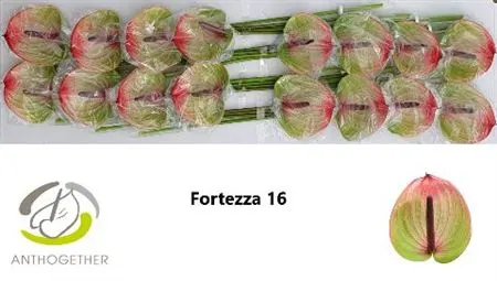 Anth Fortezza