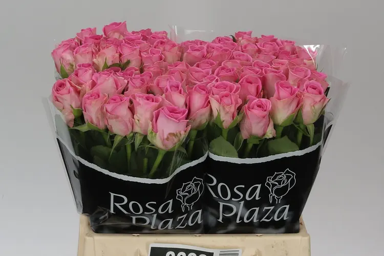 Rosa Gr Aqua Imp 40 cm