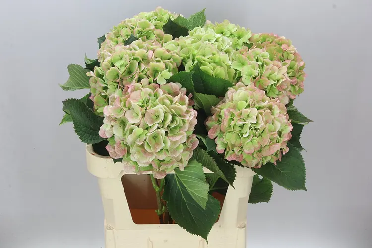 Hortenzia Heaven Classic 80 cm