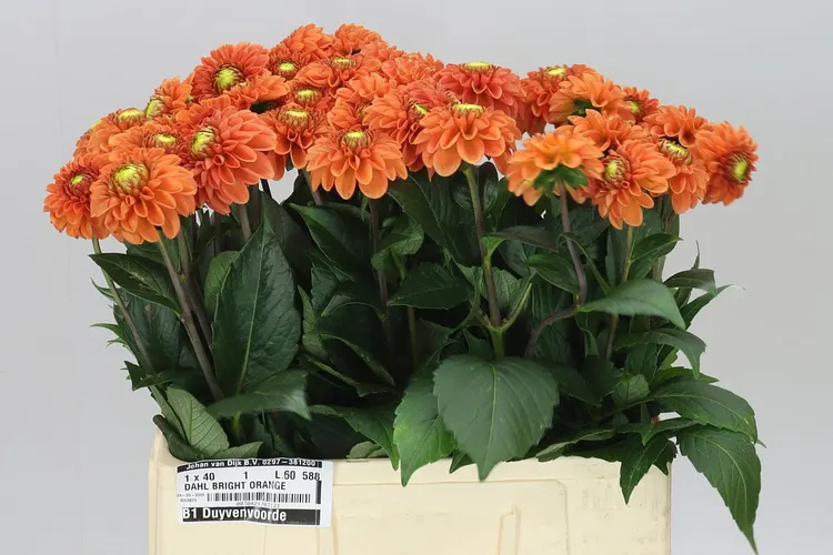 Dahlia Bright Orange 60 cm