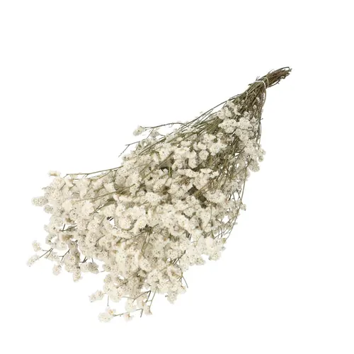 Sušený kvet Limonium Diamond biela 70 cm