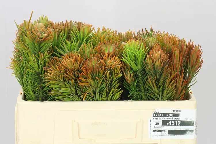 Kaaps Retzia 50 cm