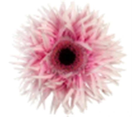 Gerbera Diamond Spider Maleficent 55 cm
