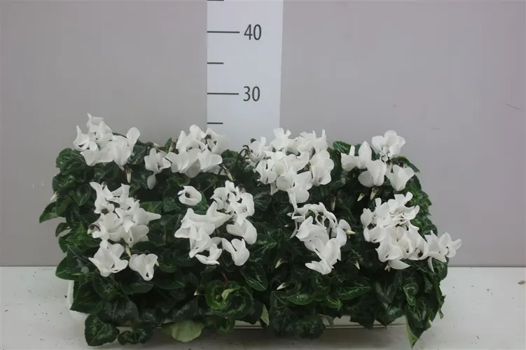 Cyklámen Super Allure biely črepník 10,5 cm