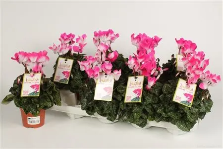 Cyclamen Kl Indiaka Fuchsia črepník 10,5 cm