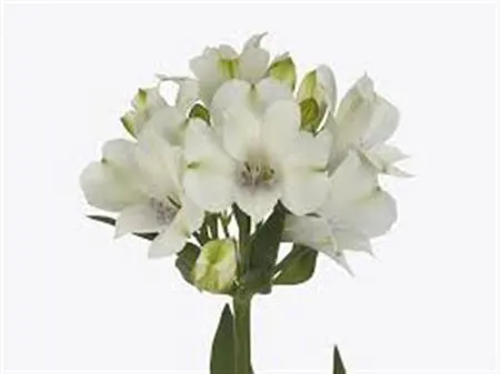 Alstro Annabelle 75 cm