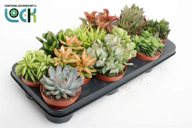 Succulenten Gemengd črepník 10,5 cm