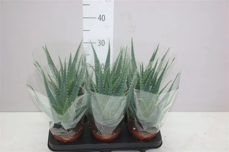 Aloe Arborescens črepník 12 cm