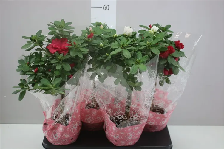 Azalka na kmienku mix črepník 17 cm
