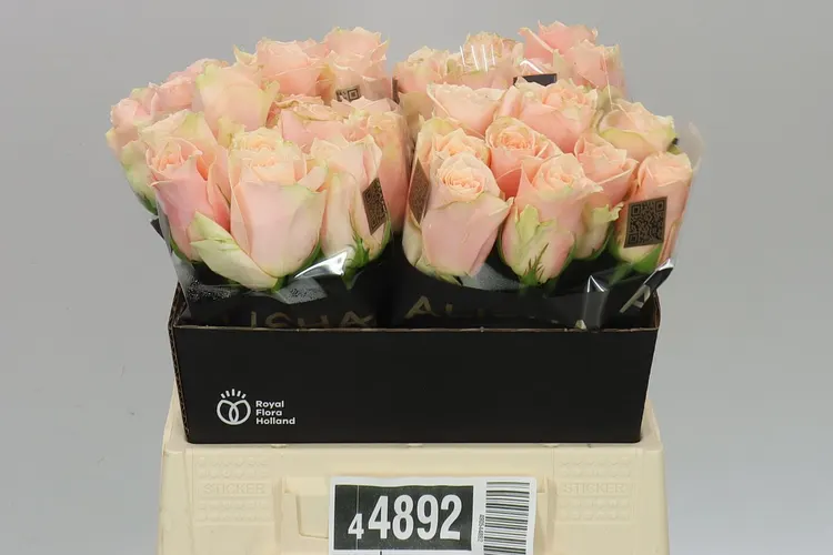 Rosa Gr Harmony Peach 40 cm