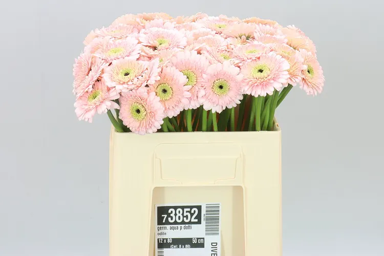 Germini Aqua P Dotti Odile 50 cm