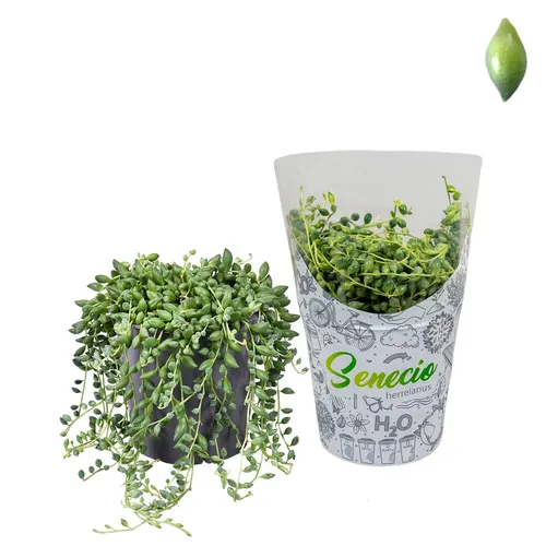 Senecio Herreianus In H2o Hoes črepník 12 cm