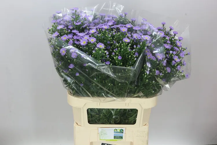 Aster Cassandra 85 cm