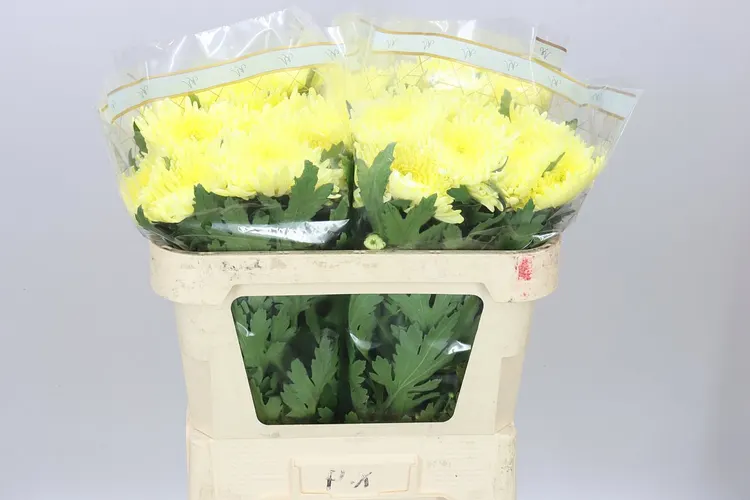 Chryzantéma veľkokvetá Topspin Yellow 70 cm