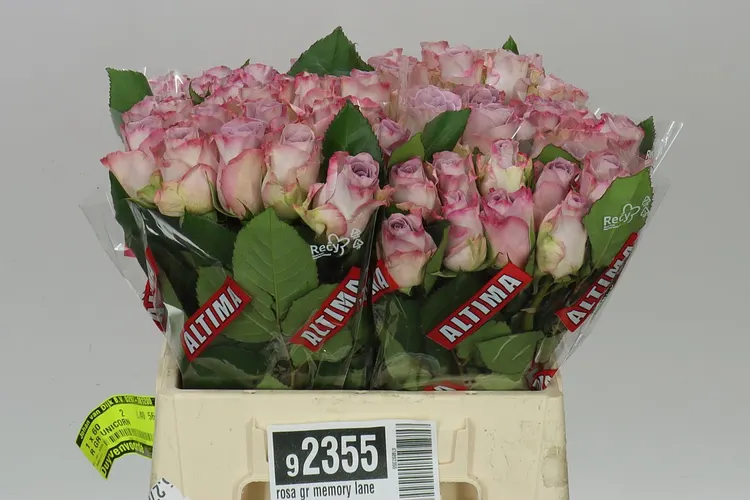 Rosa Gr Memory Lane! 40 cm