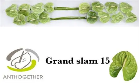 Anth Grand Slam 7cm