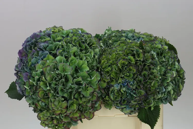 Hortenzia Parade Classic 50 cm