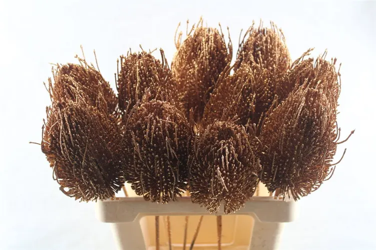 Banksia Copper X10, sušené 50 cm