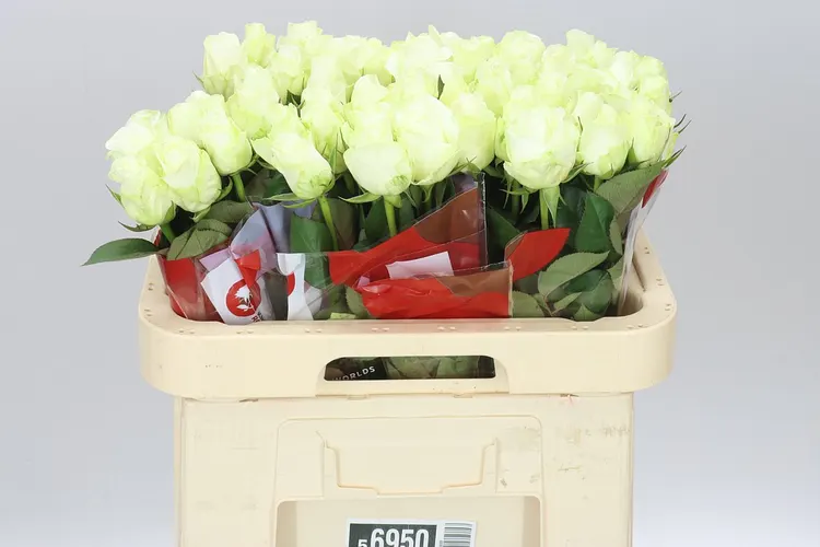 Rosa Gr Countdown 60 cm