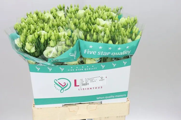 Eust Du Rosita Green 70 cm