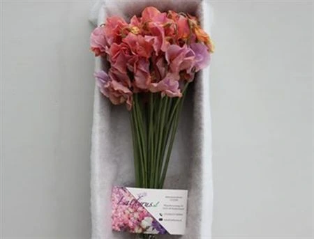 Hrachor farbený Lavendel Magic 35 cm
